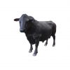Black Angus Bull Standing