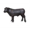 Black Angus Bull Calf