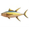 Yellowfin Tuna 11ft