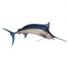 Blue Marlin 11ft