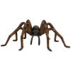 Recluse Spider (Brown)