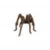 Recluse Spider (Brown)