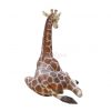 Young Giraffe – Rental