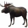 Moose – Rental