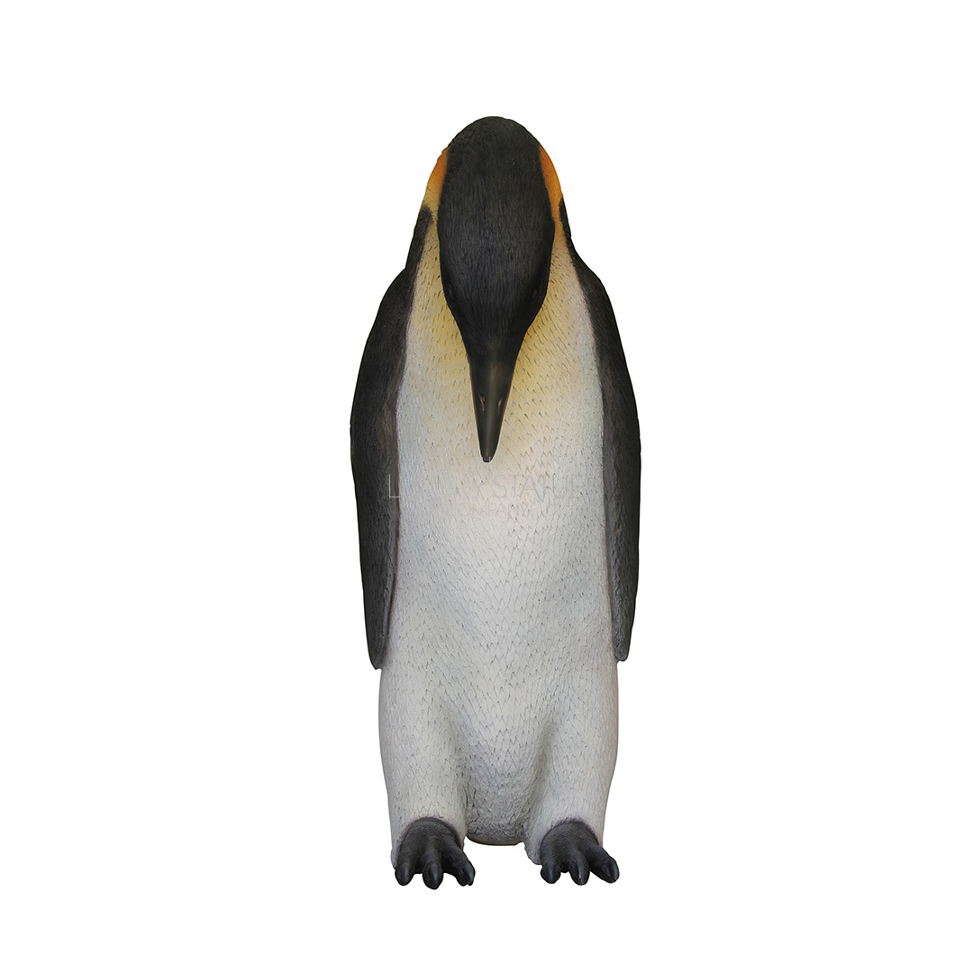 Male Penguin